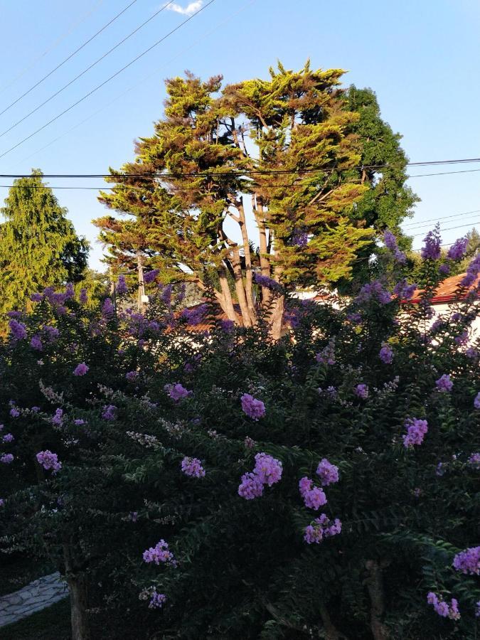 T1 Ou T2 Dans Villa Avec Jardin Proche Biarritz Anglet Ngoại thất bức ảnh